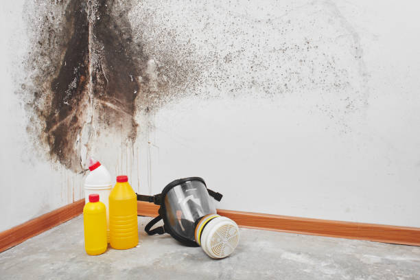 Best Black Mold Removal  in Edinburg, TX