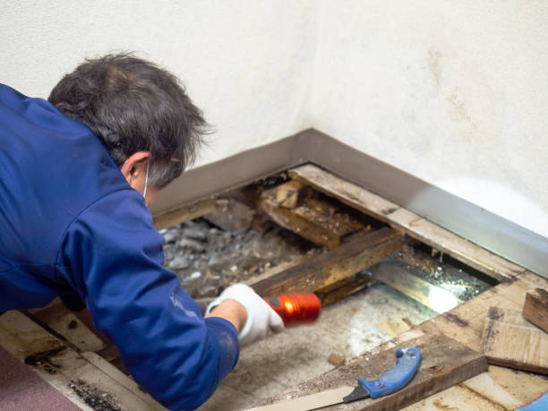 Best Emergency Mold Removal  in Edinburg, TX