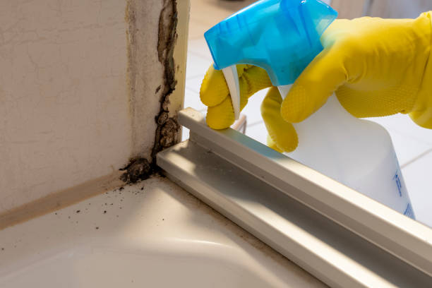 Office Mold Removal Services in Edinburg, TX