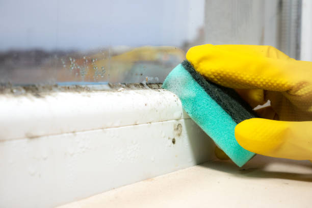 Best Local Mold Removal Service  in Edinburg, TX