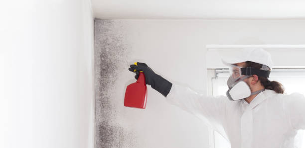 Best Same-Day Mold Removal  in Edinburg, TX