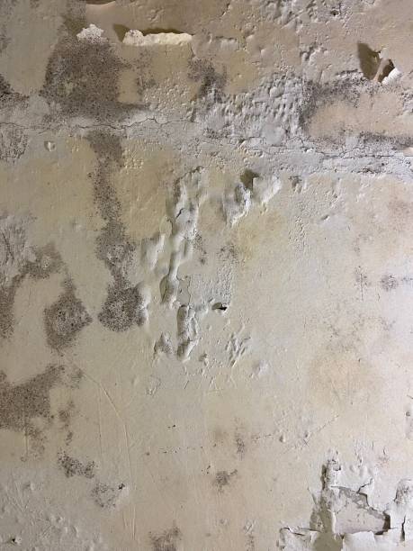 Best Mold Testing  in Edinburg, TX