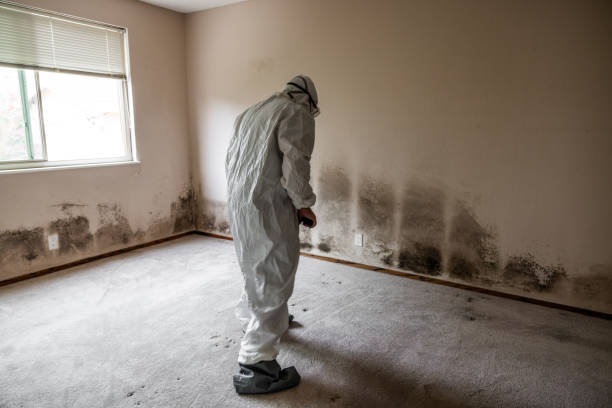 Best Home Mold Removal  in Edinburg, TX