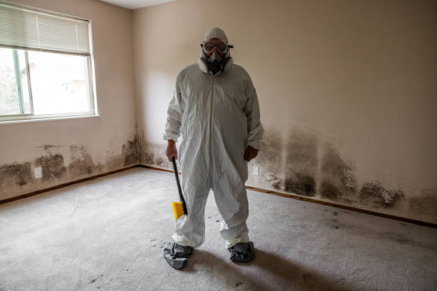 Best Attic Mold Removal  in Edinburg, TX