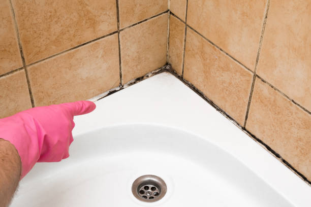 Best Office Mold Removal Services  in Edinburg, TX